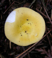 R. lutea – A closer view shows faint striations near the margin where the flesh is so thin that all you see are the gills under the cap skin.